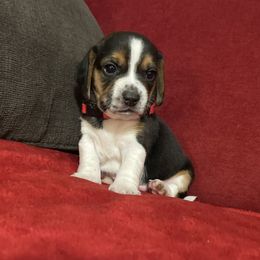 Pocket Beagle Andy - Black tan and white male Beagle puppy in Gentry, Arkansas from HC Puppy Ranch