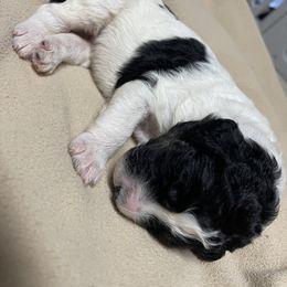Aussiedoodle Puppies from Deason Doodles