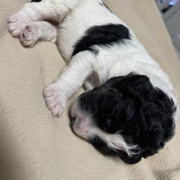 Aussiedoodle Puppies from Deason Doodles