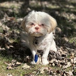 Honey - Shih Tzu