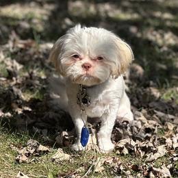 Honey - Shih Tzu