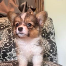Girl 1 - Red female Pembroke Welsh Corgi puppy in Clarksville, Tennessee from Cooler Farms Corgis