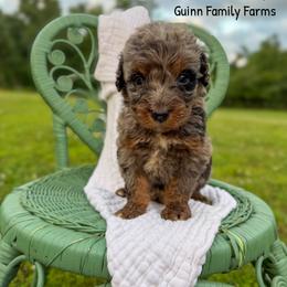 Seattle Slew - Blue merle male Bernedoodle puppy in Grove, Oklahoma from Guinn Family Farms