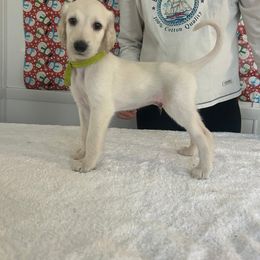 Olive Green Boy - White male Afghan Hound puppy in Ocala, Florida from Whirlaway's Ranch