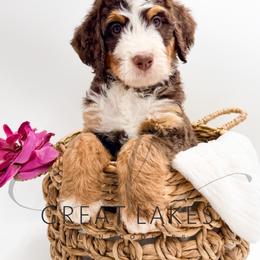 Squirrel - Tri-color female Bernedoodle puppy in Baroda, Michigan from Great Lakes Bernedoodles