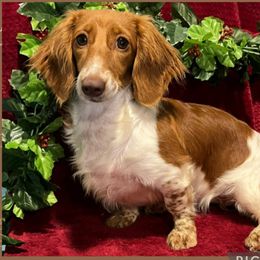 Ginger - Dachshund