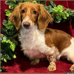 Ginger - Dachshund