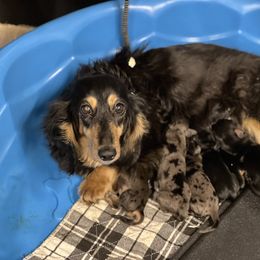 Border Collie, Dachshund, and Pembroke Welsh Corgi Puppies from Whisenhunt Farms