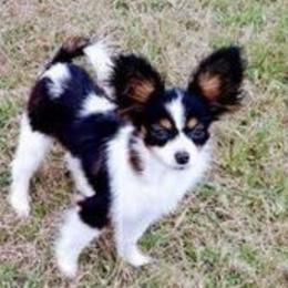 Snouxie - Papillon