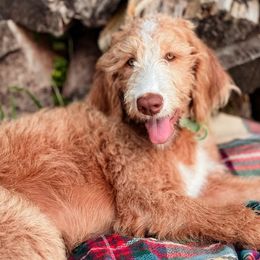 Bordoodle and Labradoodle Puppies from Howdy Doodles