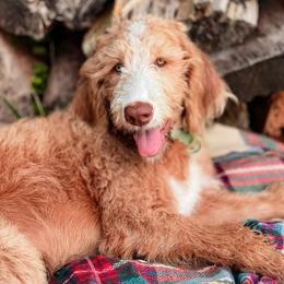 Bordoodle and Labradoodle Puppies from Howdy Doodles