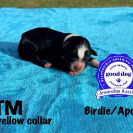 BTM yellow collar - Black tri-color male Australian Shepherd puppy in Greenville, Texas from Amandas Aussies
