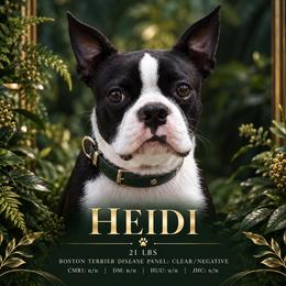 Heidi - Boston Terrier