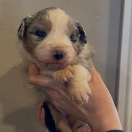 Madi - Blue merle female Miniature Australian Shepherd puppy in North Lakeport, California from Wild Rose Ranch