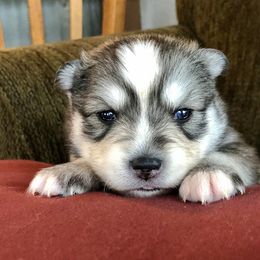 Pomsky Puppies from Oxsana Perfect Pomsky