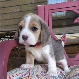 Bonny - Blue tan and white female Beagle puppy in Jerome, Missouri from Beam's Beagles