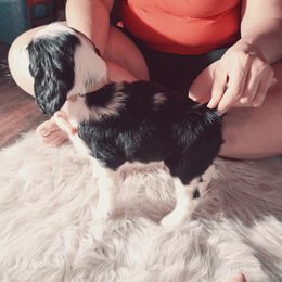 English Springer Spaniel Puppies from Savannah River Springers