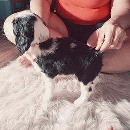 English Springer Spaniel Puppies from Savannah River Springers