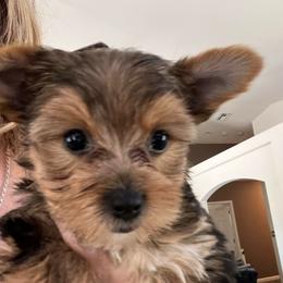 Princess - Black and tan female Yorkshire Terrier puppy in Laughlin, Nevada from Dani’s Yorkie’s