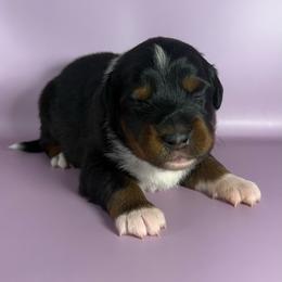 Spain - Black tri male Miniature American Shepherd puppy in New Boston, New Hampshire from Painted Pup Australian Shepherds