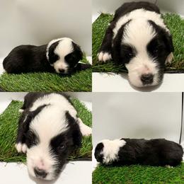 Black tri male - Black tri male Miniature Australian Shepherd puppy in Brooker, Florida from Honey, I Shrunk the Aussies