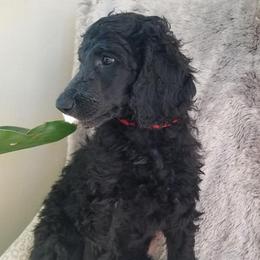 Poodle Puppies from Platinum Poodles