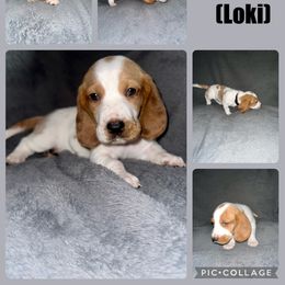 Boy 4 - Basset Hound puppy in Jacksonville, Florida from Craven Bassets