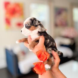 Belle-orange - Merle female Bernedoodle puppy in Ontario, California from Teddy Doodles & Standard Poodles