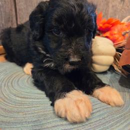 Boy 1 - Black tri-color male Aussiedoodle puppy in Mouth Of Wilson, Virginia from Holly Ridge Aussies, Aussiedoodles & Corgis