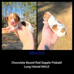 Merrick - Dapple male Dachshund puppy in Quitman, Mississippi from S-and-A Kennels