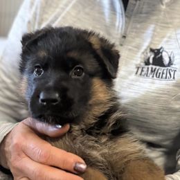 Girl 2 - Black and red female German Shepherd puppy in Louisville, Kentucky from Haus of Beautiful Chaos German Shepherds