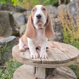 Dally - Blue and white male Basset Hound puppy in Valley, Washington from Peaceful Valley Paws