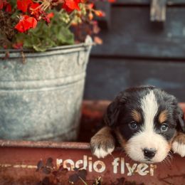 Red girl - Bernese Mountain Dog puppy from Country Acres Berners