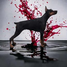 Rain - Doberman Pinscher