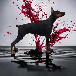 Rain - Doberman Pinscher