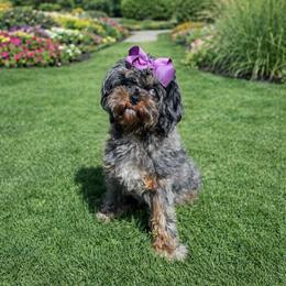 Winnie - Cavapoo
