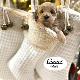 Comet - Apricot male Goldendoodle puppy in Jackson, Mississippi from T.M. Poodles & Doodles