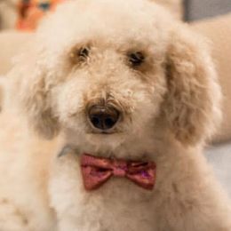 Aussiedoodles, Double Doodles, Goldendoodles, Labradoodles, and Poodles from Hope’s Doodles