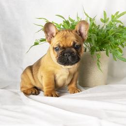 French Bulldog and Pug Puppies from FurEver Canine