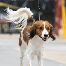 Fiia - Nederlandse Kooikerhondje