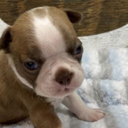 Boston Terriers from Long O Kennels