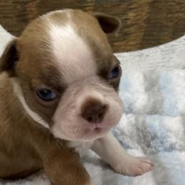 Boston Terriers from Long O Kennels