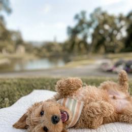 Thread - Apricot male Goldendoodle puppy in Jamestown, Kentucky from Milk & Honey Doodles