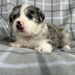 Briar - Blue merle female Australian Shepherd puppy in Albany County, New York from Allie Acres Australian Shepherds