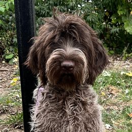 Wirehaired Pointing Griffon Puppies from Gunpowder Griffons