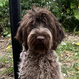 Wirehaired Pointing Griffon Puppies from Gunpowder Griffons
