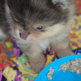 Caramel - Chocolate and tan female Pomeranian puppy in Sanford, Florida from Florida Girl Poms