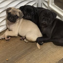 Puppy 3 - Fawn male Pug puppy in Watseka, Illinois from Jakes Lil Country Kennels