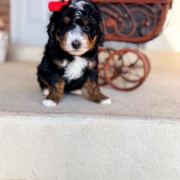 Grumpy - Tri-color female Bernedoodle puppy in West Haven, Utah from Split Mountain Doodles