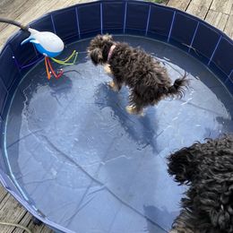 Schnoodle Puppies from Noodle Tings Puppies